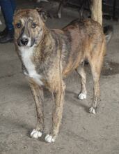 MANNY, Hund, Mischlingshund in Rumänien - Bild 9