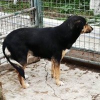 RACHEL, Hund, Mischlingshund in Rumänien - Bild 3