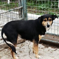 RACHEL, Hund, Mischlingshund in Rumänien - Bild 4