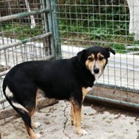 RACHEL, Hund, Mischlingshund in Rumänien - Bild 5