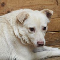 RAMON, Hund, Mischlingshund in Rumänien - Bild 1