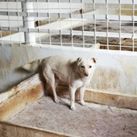 RAMON, Hund, Mischlingshund in Rumänien - Bild 10