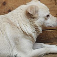RAMON, Hund, Mischlingshund in Rumänien - Bild 2