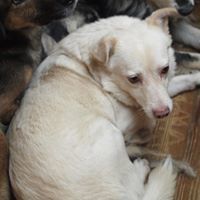 RAMON, Hund, Mischlingshund in Rumänien - Bild 3