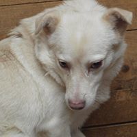 RAMON, Hund, Mischlingshund in Rumänien - Bild 4