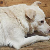 RAMON, Hund, Mischlingshund in Rumänien - Bild 5