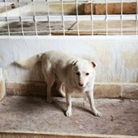 RAMON, Hund, Mischlingshund in Rumänien - Bild 6