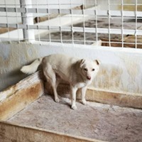 RAMON, Hund, Mischlingshund in Rumänien - Bild 7