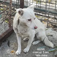 RAMON, Hund, Mischlingshund in Rumänien - Bild 8