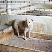 RAMON, Hund, Mischlingshund in Rumänien - Bild 9