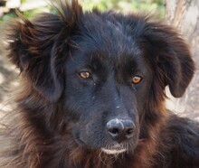 NENA, Hund, Mischlingshund in Rumänien - Bild 1