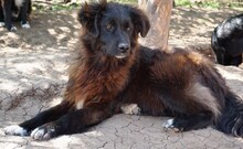 NENA, Hund, Mischlingshund in Rumänien - Bild 2