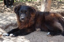 NENA, Hund, Mischlingshund in Rumänien - Bild 3