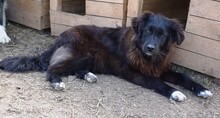 NENA, Hund, Mischlingshund in Rumänien - Bild 4