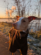 DEWEY, Hund, Podenco-Mix in Köln - Bild 4