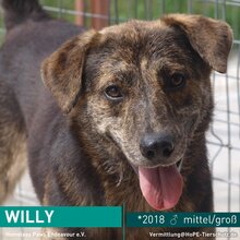 WILLY, Hund, Mischlingshund in Rumänien - Bild 1