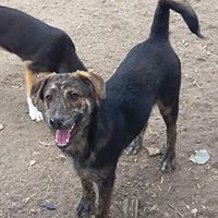WILLY, Hund, Mischlingshund in Rumänien - Bild 10