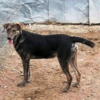 WILLY, Hund, Mischlingshund in Rumänien - Bild 11