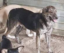 WILLY, Hund, Mischlingshund in Rumänien - Bild 12