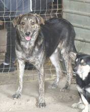 WILLY, Hund, Mischlingshund in Rumänien - Bild 13