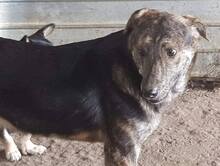 WILLY, Hund, Mischlingshund in Rumänien - Bild 14