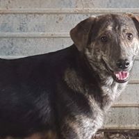 WILLY, Hund, Mischlingshund in Rumänien - Bild 15