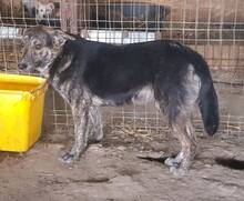 WILLY, Hund, Mischlingshund in Rumänien - Bild 16