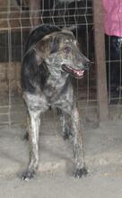 WILLY, Hund, Mischlingshund in Rumänien - Bild 17