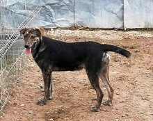 WILLY, Hund, Mischlingshund in Rumänien - Bild 18