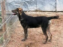 WILLY, Hund, Mischlingshund in Rumänien - Bild 22