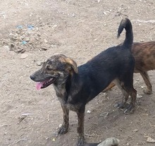 WILLY, Hund, Mischlingshund in Rumänien - Bild 23