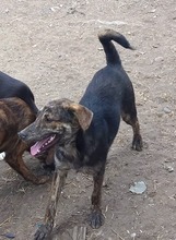 WILLY, Hund, Mischlingshund in Rumänien - Bild 24