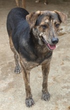 WILLY, Hund, Mischlingshund in Rumänien - Bild 26