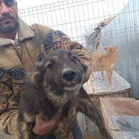 WILLY, Hund, Mischlingshund in Rumänien - Bild 27