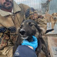WILLY, Hund, Mischlingshund in Rumänien - Bild 28
