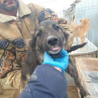 WILLY, Hund, Mischlingshund in Rumänien - Bild 29