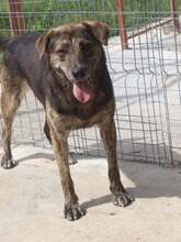 WILLY, Hund, Mischlingshund in Rumänien - Bild 3