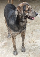 WILLY, Hund, Mischlingshund in Rumänien - Bild 4