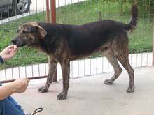 WILLY, Hund, Mischlingshund in Rumänien - Bild 5