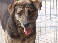 WILLY, Hund, Mischlingshund in Rumänien - Bild 6