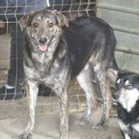 WILLY, Hund, Mischlingshund in Rumänien - Bild 7