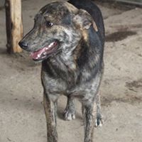 WILLY, Hund, Mischlingshund in Rumänien - Bild 8