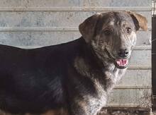 WILLY, Hund, Mischlingshund in Rumänien - Bild 9
