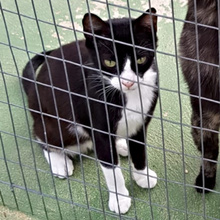 LIBERTY, Katze, Europäisch Kurzhaar in Spanien - Bild 1