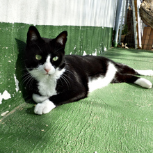 LIBERTY, Katze, Europäisch Kurzhaar in Spanien - Bild 6