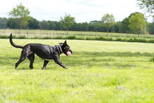 CLARA, Hund, Mischlingshund in Pronstorf - Bild 12