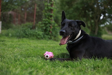 CLARA, Hund, Mischlingshund in Pronstorf - Bild 14