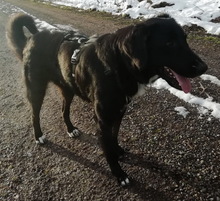 FRANCO, Hund, Mischlingshund in Lautrach - Bild 5