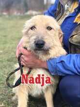 NADJA, Hund, Mischlingshund in Niederlande - Bild 1