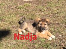 NADJA, Hund, Mischlingshund in Niederlande - Bild 5